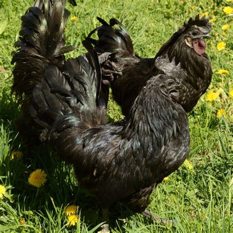 ayam cemani lifespan|ayam cemani chicken pictures.